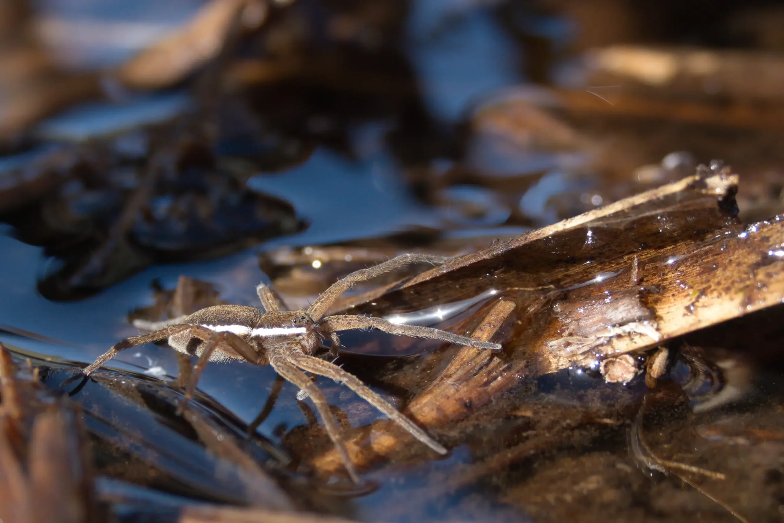 Dolomedes plantarius © T.Cheyrezy