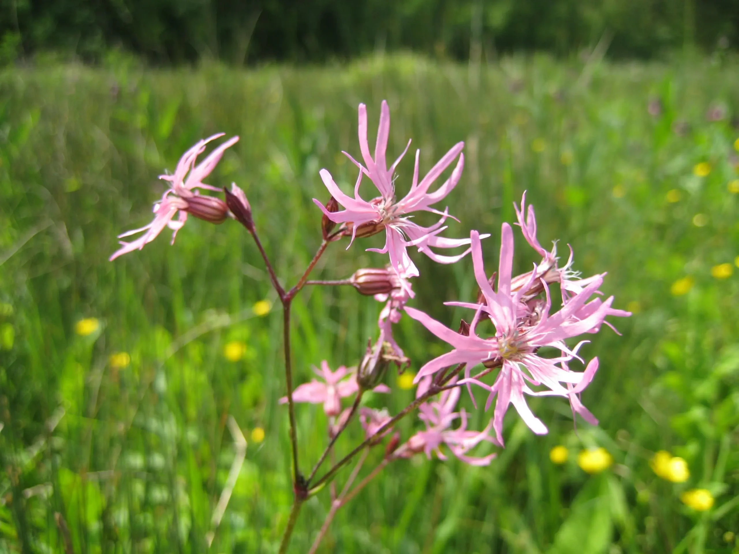 Lychnis fleur coucou © L.Faine