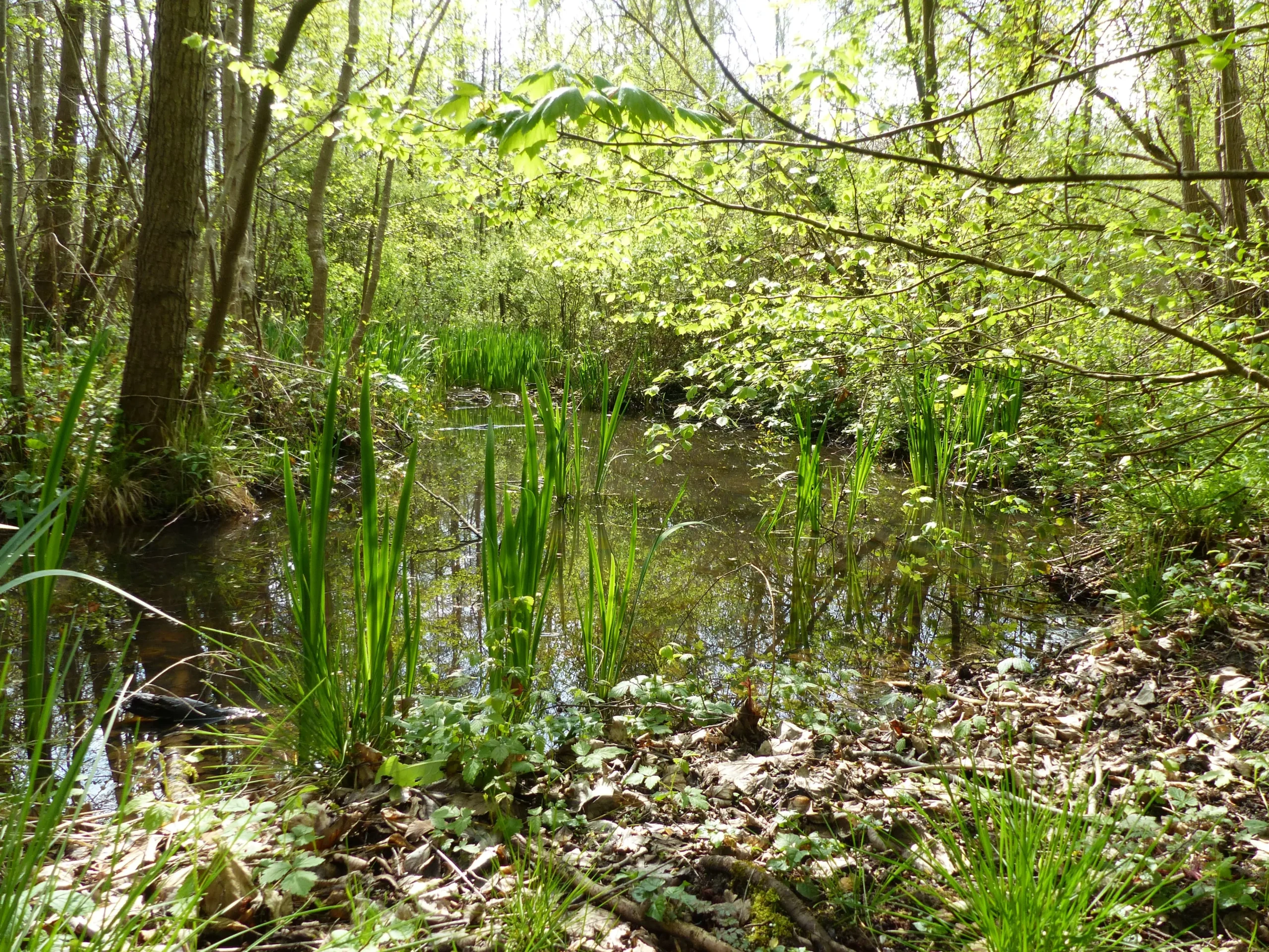 Marais alcalin de Moult-Chicheboville - Bellengreville © CEN Normandie