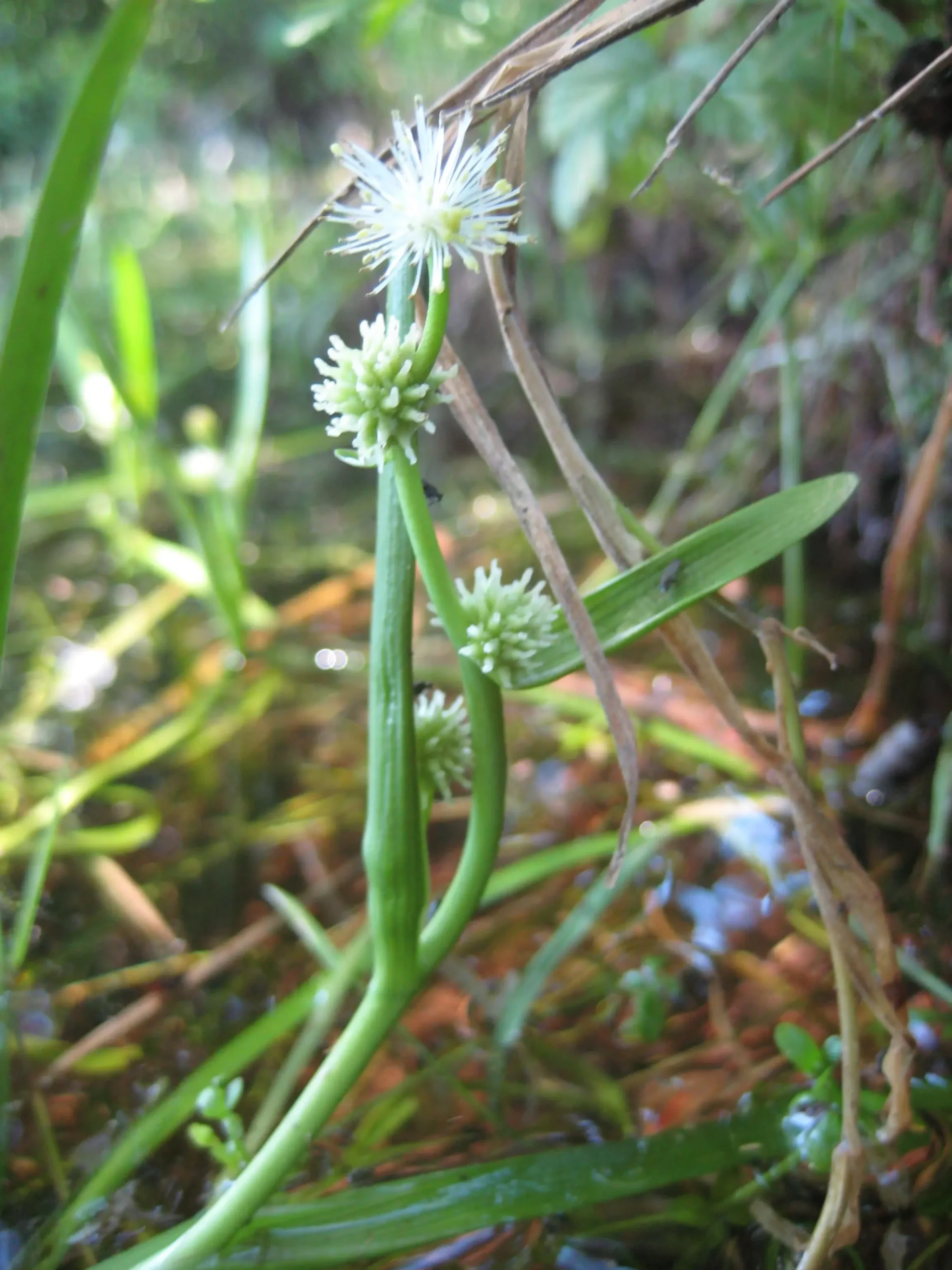 Sparganium minima - Bellengreville © Laetitia Faine