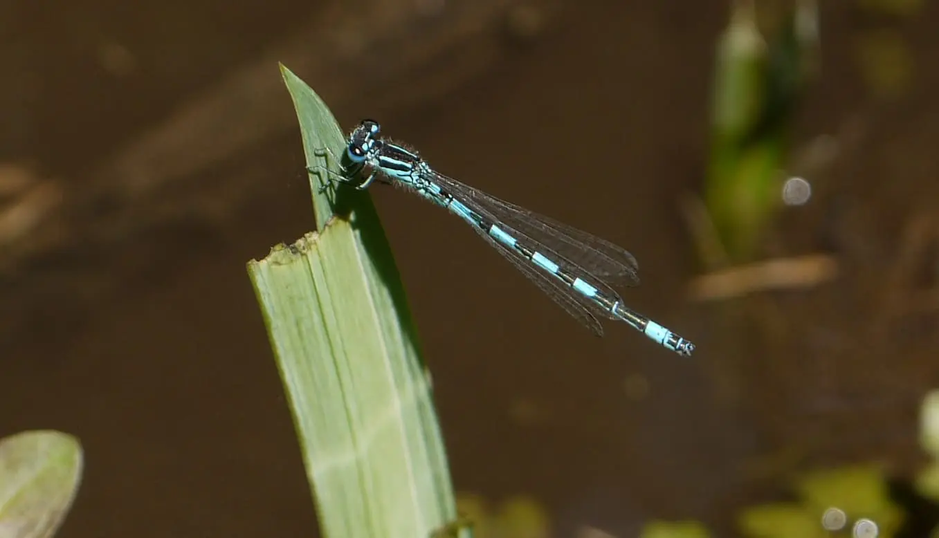 Agrion de mercure © CEN Normandie