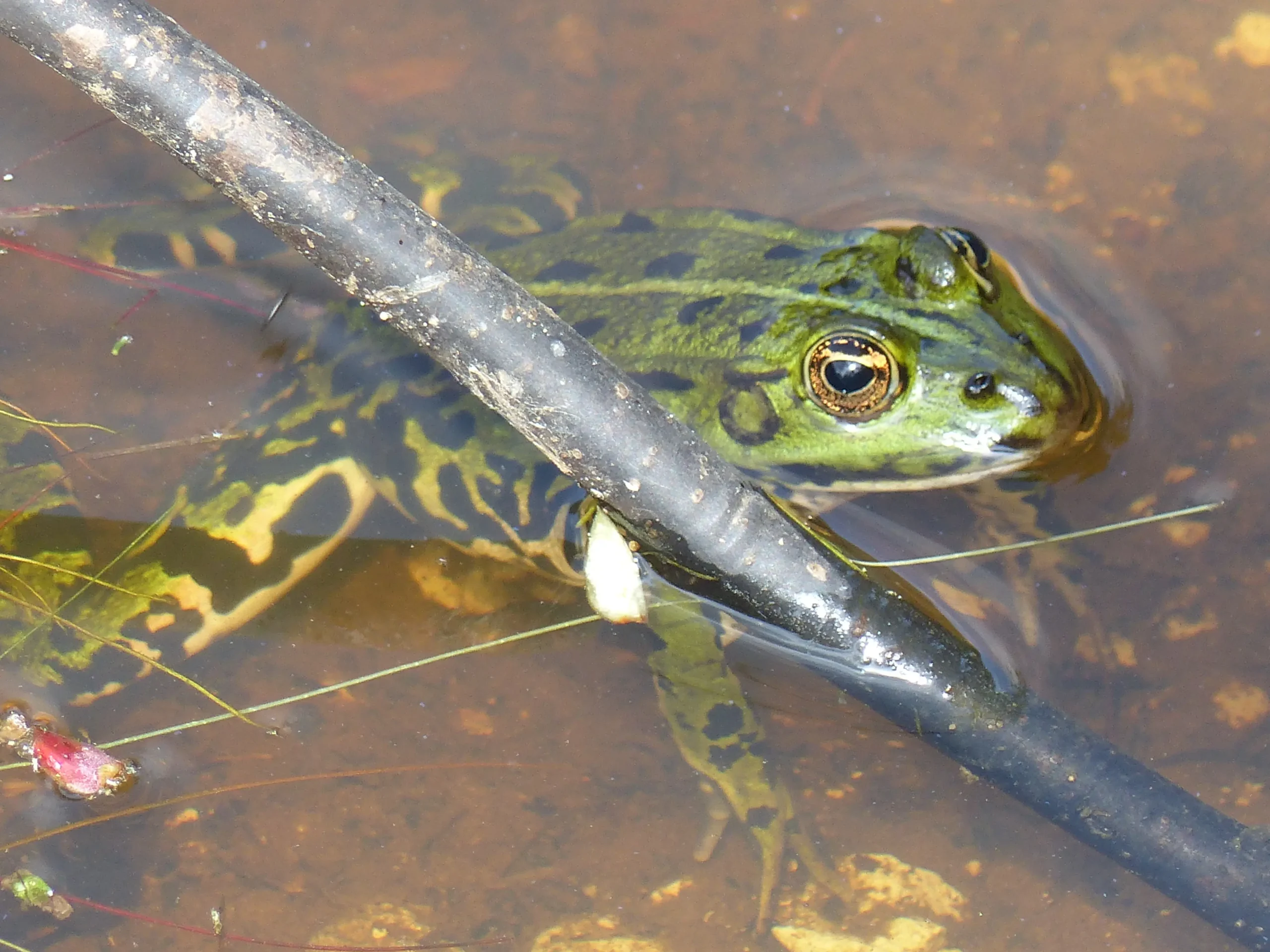 Grenouille rieuse © CBD CEN Normandie
