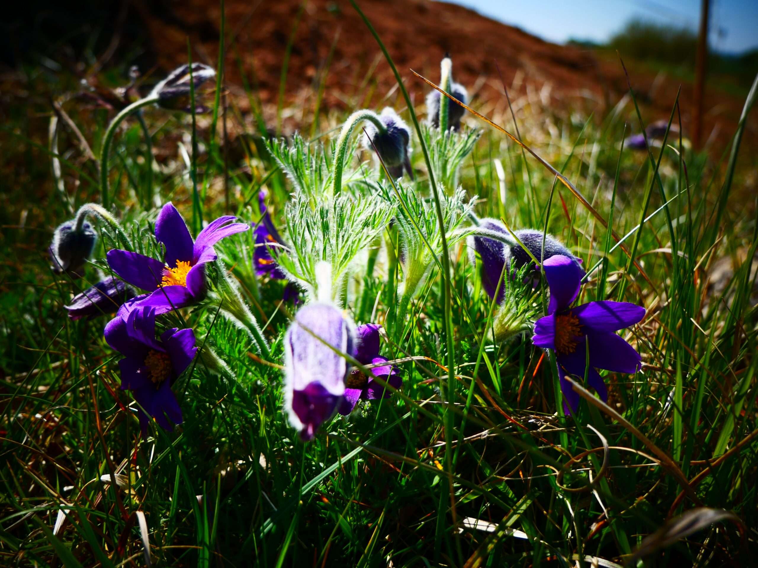 Anémone pulsatile prise en photo sur la carrière de Tourelle par Samuel Vigot pour le CEN NORMANDIE