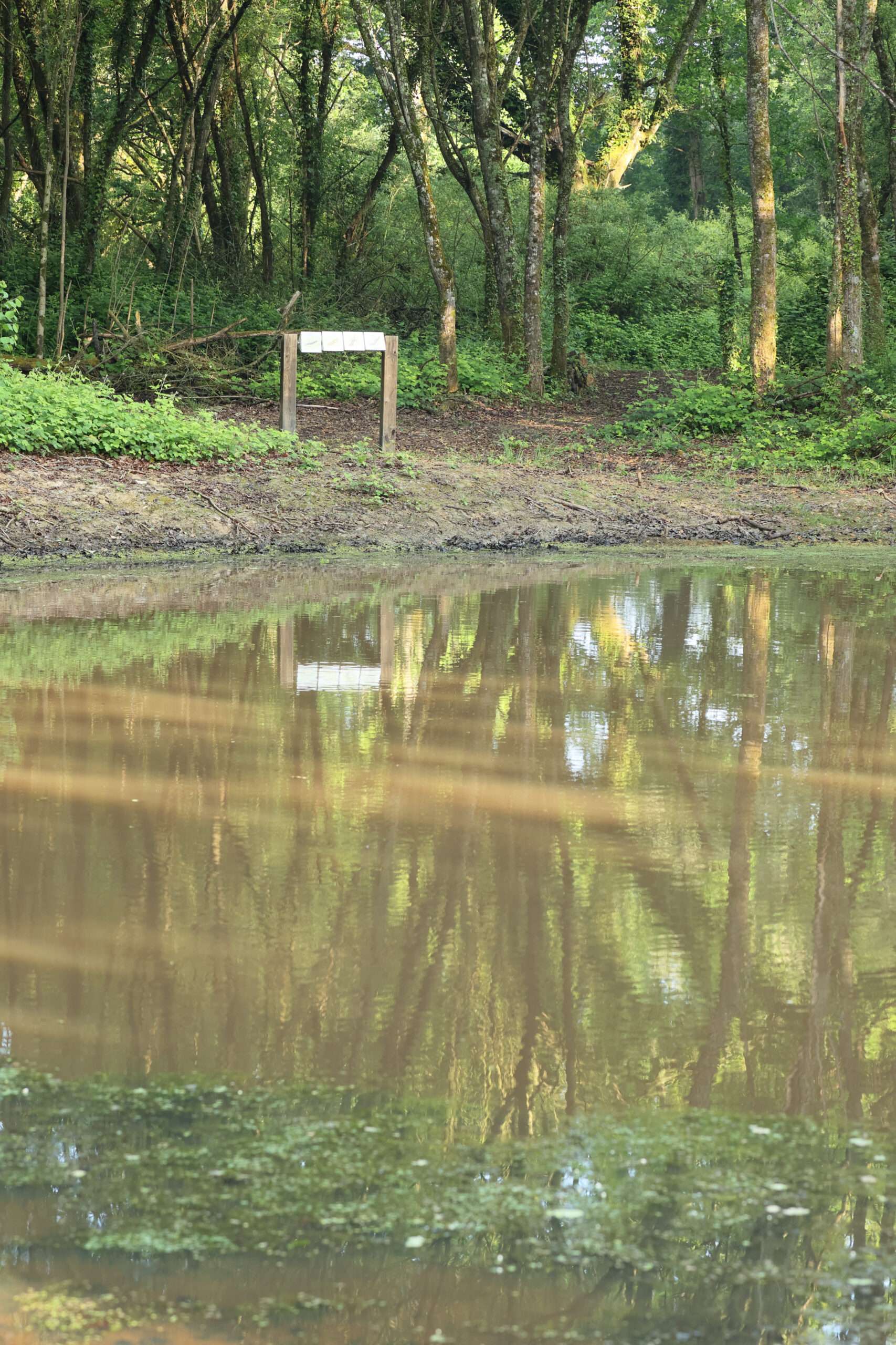 Photo d’un étang naturel en lisière de forêt, bordé de terre et de végétation, avec des arbres verts se reflétant dans une eau brunâtre partiellement recouverte d’algues, et un petit panneau en bois en arrière‑plan au bord du sous‑bois.