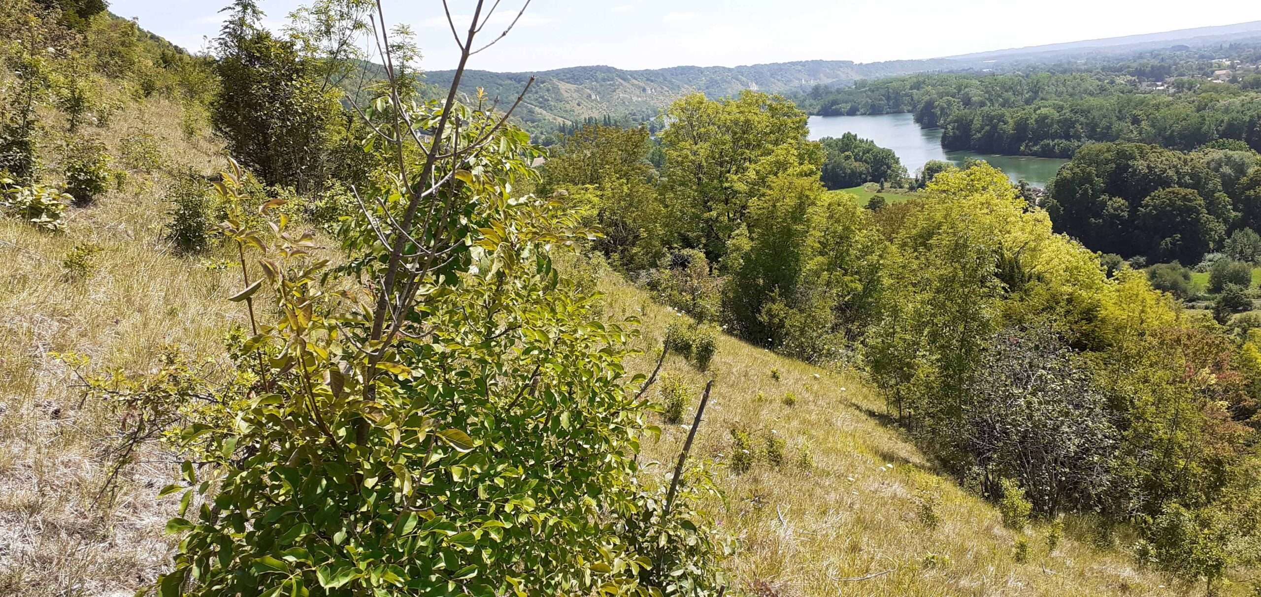 Vue depuis la pente ensoleillée d'un coteau sec, surplombant une vallée verdoyante où serpente une large boucle de la Seine. Cette balade nature en famille offre un panorama exceptionnel et un terrain idéal pour l'exploration sensorielle et la cueillette.