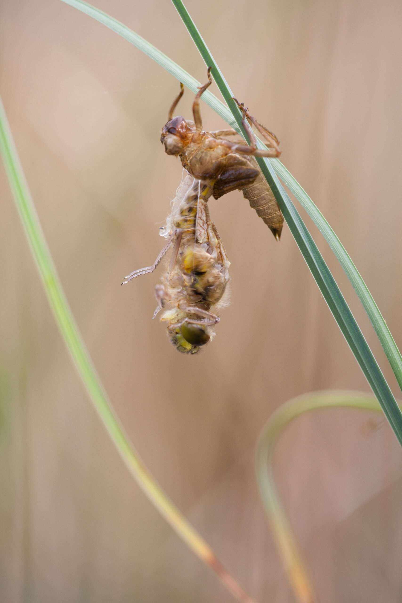 Gros plan sur une libellule en train d’émerger de son exuvie accrochée à une tige de graminée, scène naturelle illustrant la métamorphose dans une zone humide riche en biodiversité.