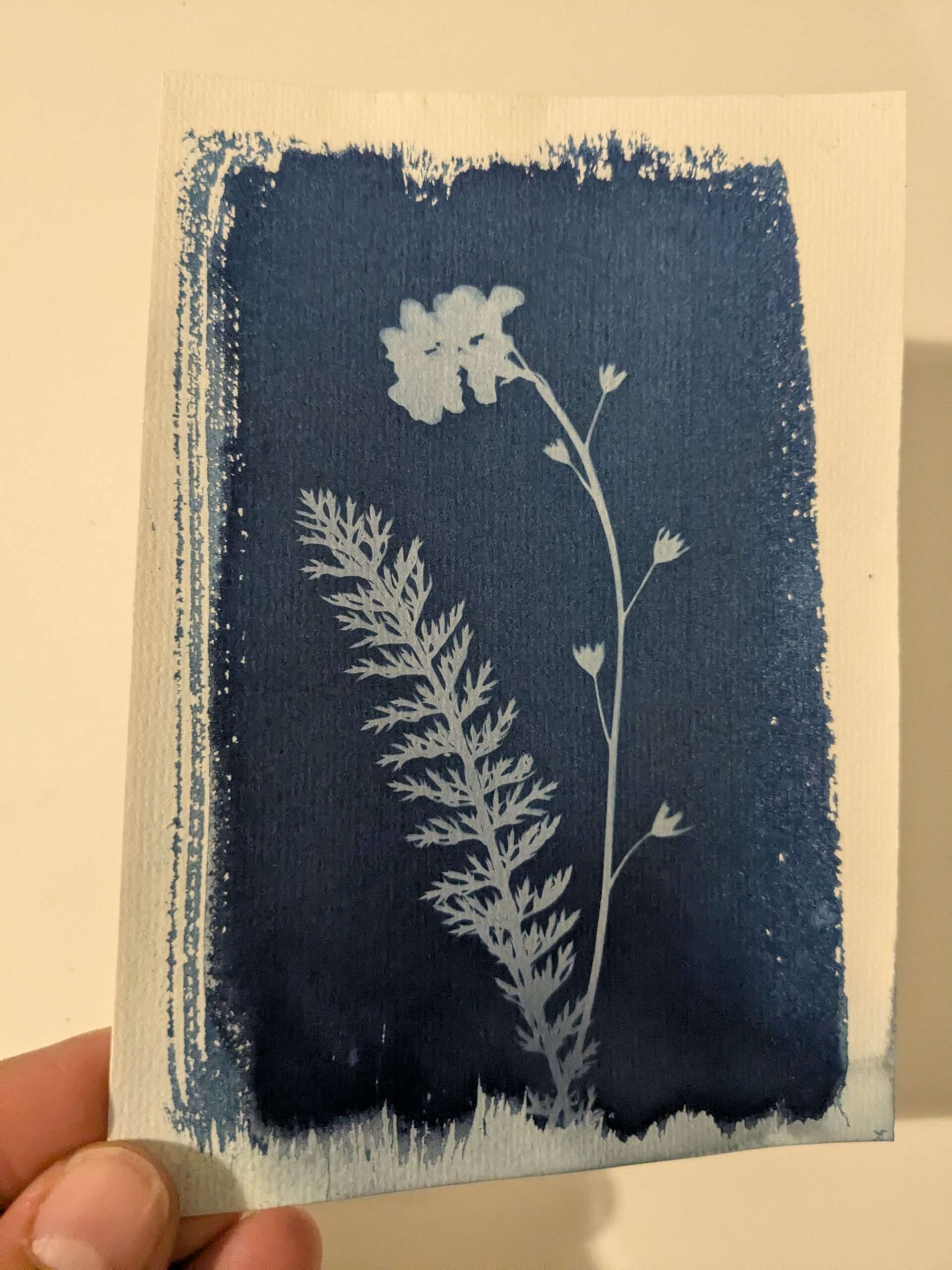 Cyanotype artisanal représentant deux silhouettes végétales claires sur fond bleu profond, obtenu par impression à la lumière du soleil avec des plantes cueillies localement sur les coteaux normands