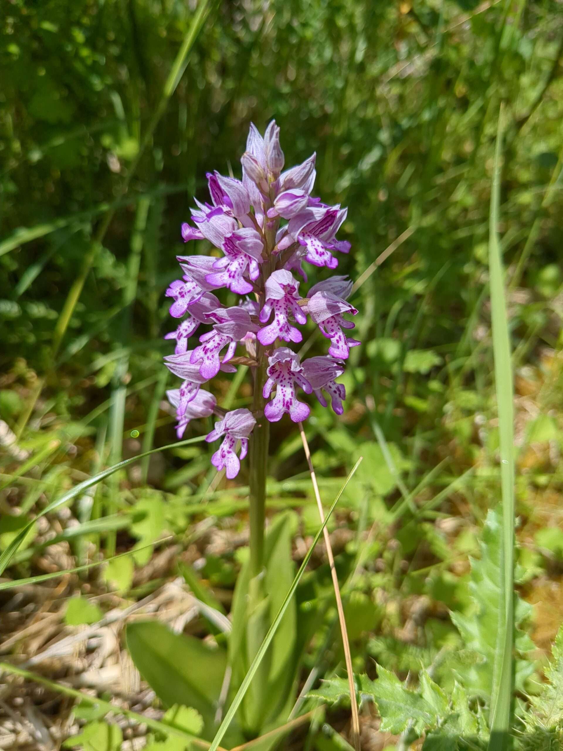 Orchidée sauvage rose-violette poussant dans une prairie des terrasses alluviales de Bouafle.