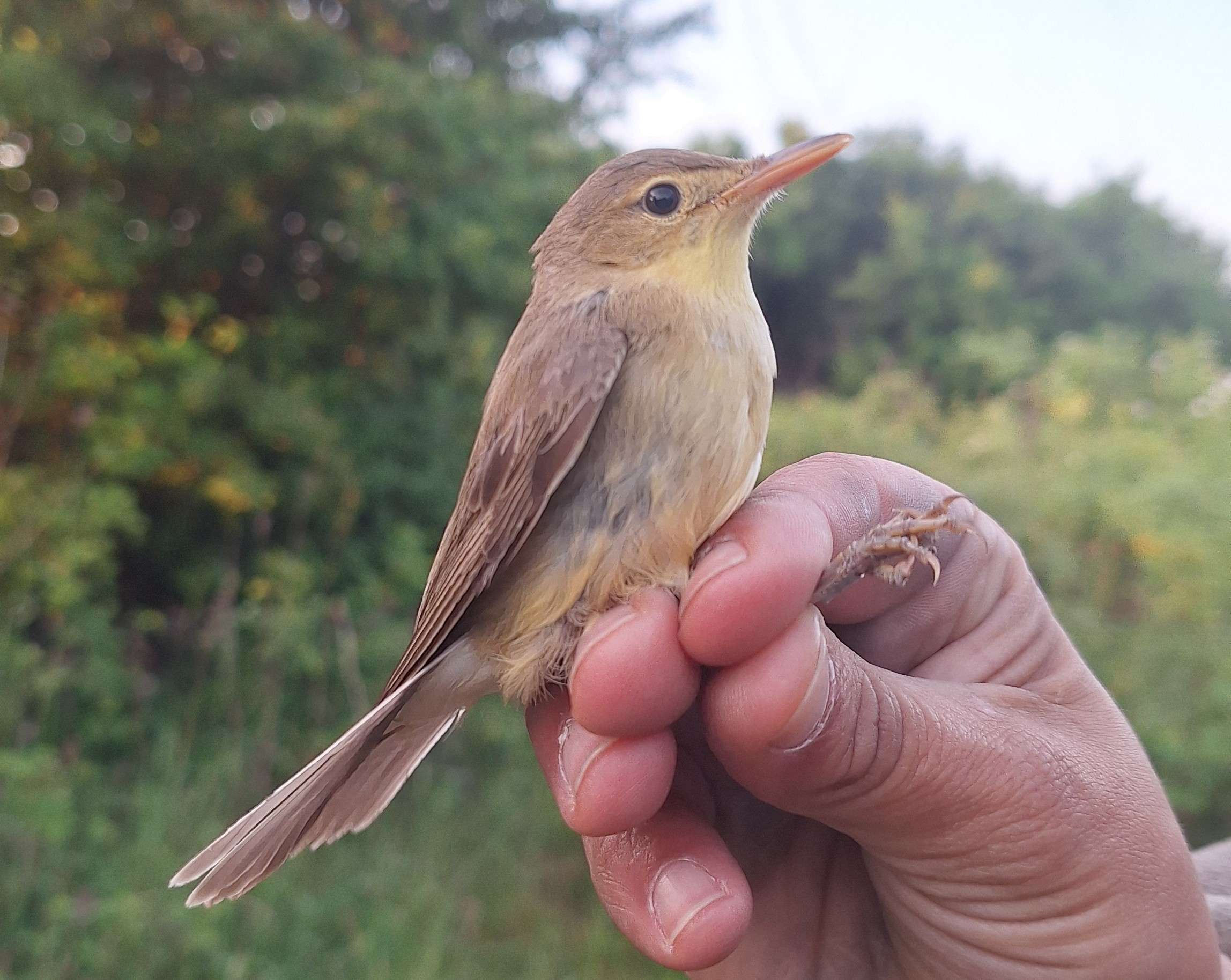 Hypolaïs polyglotte (oiseau chanteur migrateur) tenu délicatement à la main lors d’une session de baguage ornithologique, avec un bec orange et un plumage beige-brun.