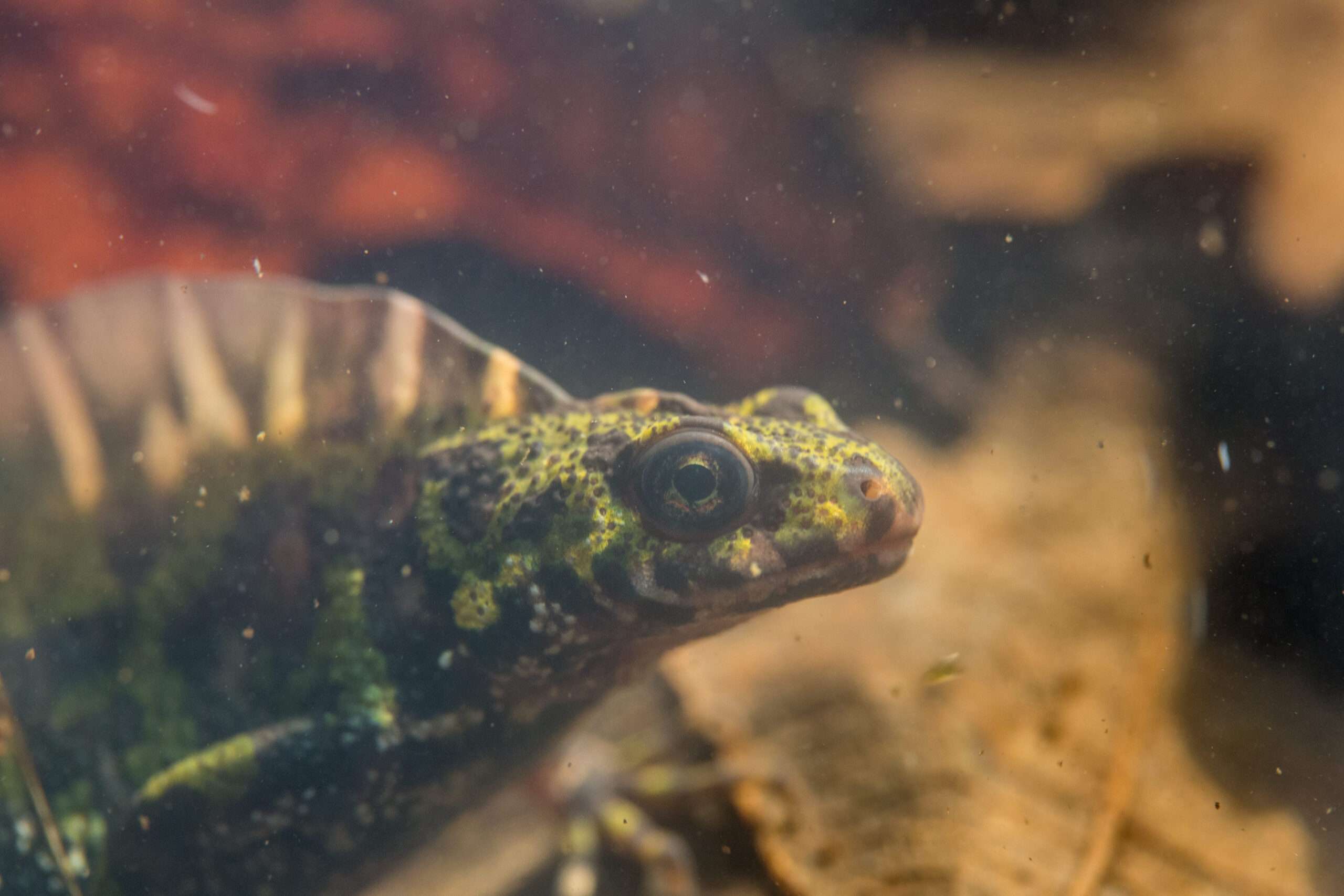 Triton marbré (Triturus marmoratus) observé de près dans une mare, avec son corps vert tacheté de noir et jaune, ses grands yeux noirs et un arrière-plan aquatique trouble.