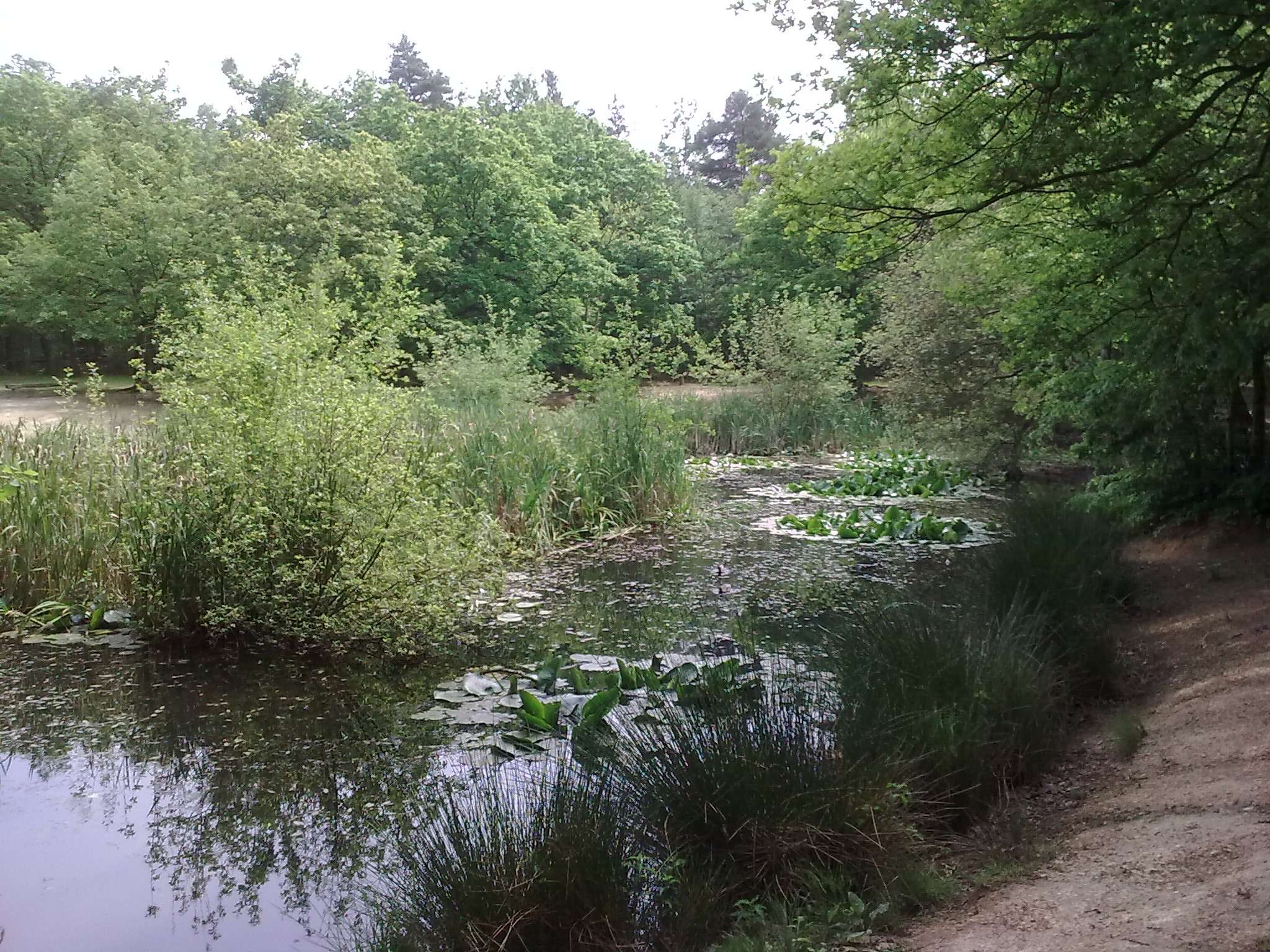 Une mare forestière paisible entourée d'une végétation dense, de roseaux et de nénuphars. Ce milieu naturel préservé souligne l'importance de favoriser la biodiversité et les pollinisateurs grâce aux bombes à graines.