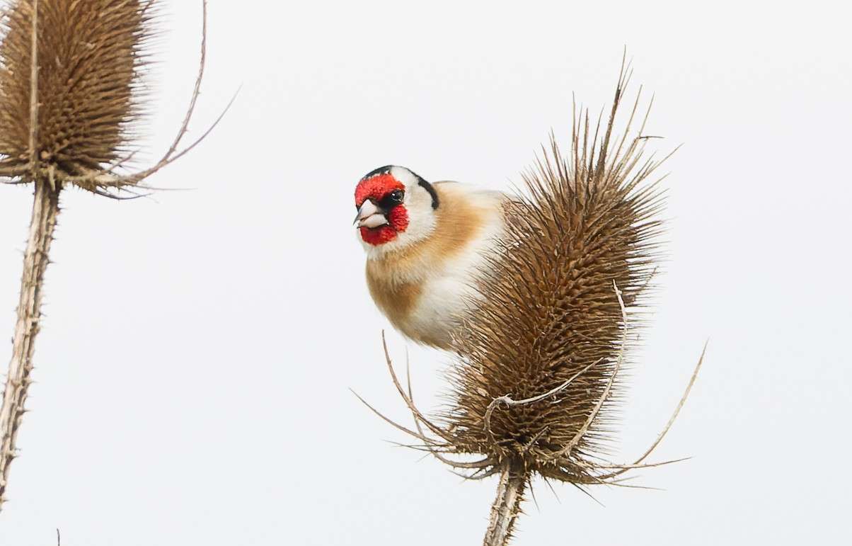 Un Chardonneret élégant perché sur une tête de cardère séchée. Cette image illustre l'animation « Aidez les oiseaux » et montre un oiseau cherchant naturellement sa nourriture en hiver.