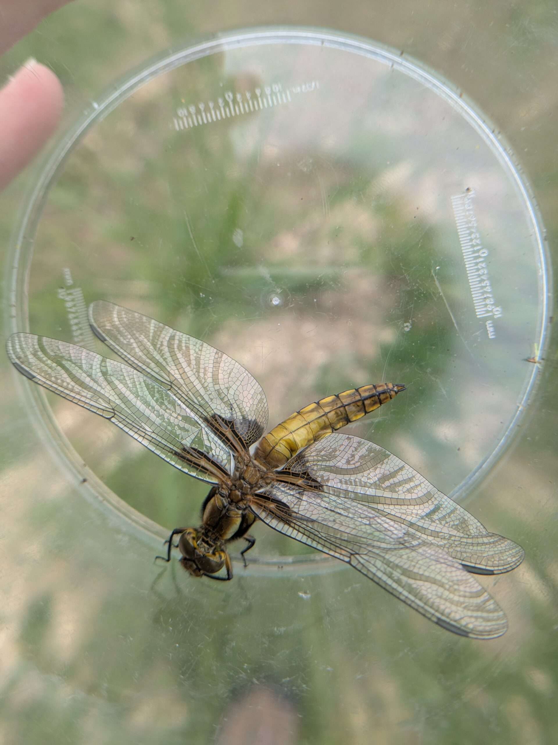 Gros plan sur une libellule posée au fond d'un récipient d'observation transparent. L'insecte, aux ailes nervurées détaillées et à l'abdomen jaune et brun, est examiné lors d'une activité d'inventaire de la biodiversité en zone humide.
