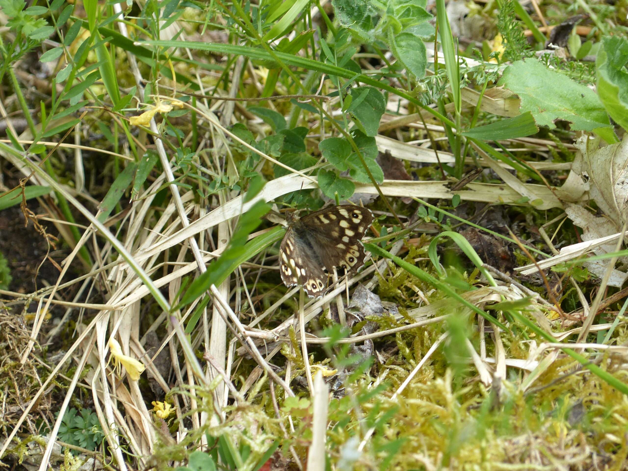 Un papillon Tircis aux ailes brunes tachetées de crème, posé sur un tapis de mousse et d'herbes sèches lors d'une exploration de la faune du coteau.