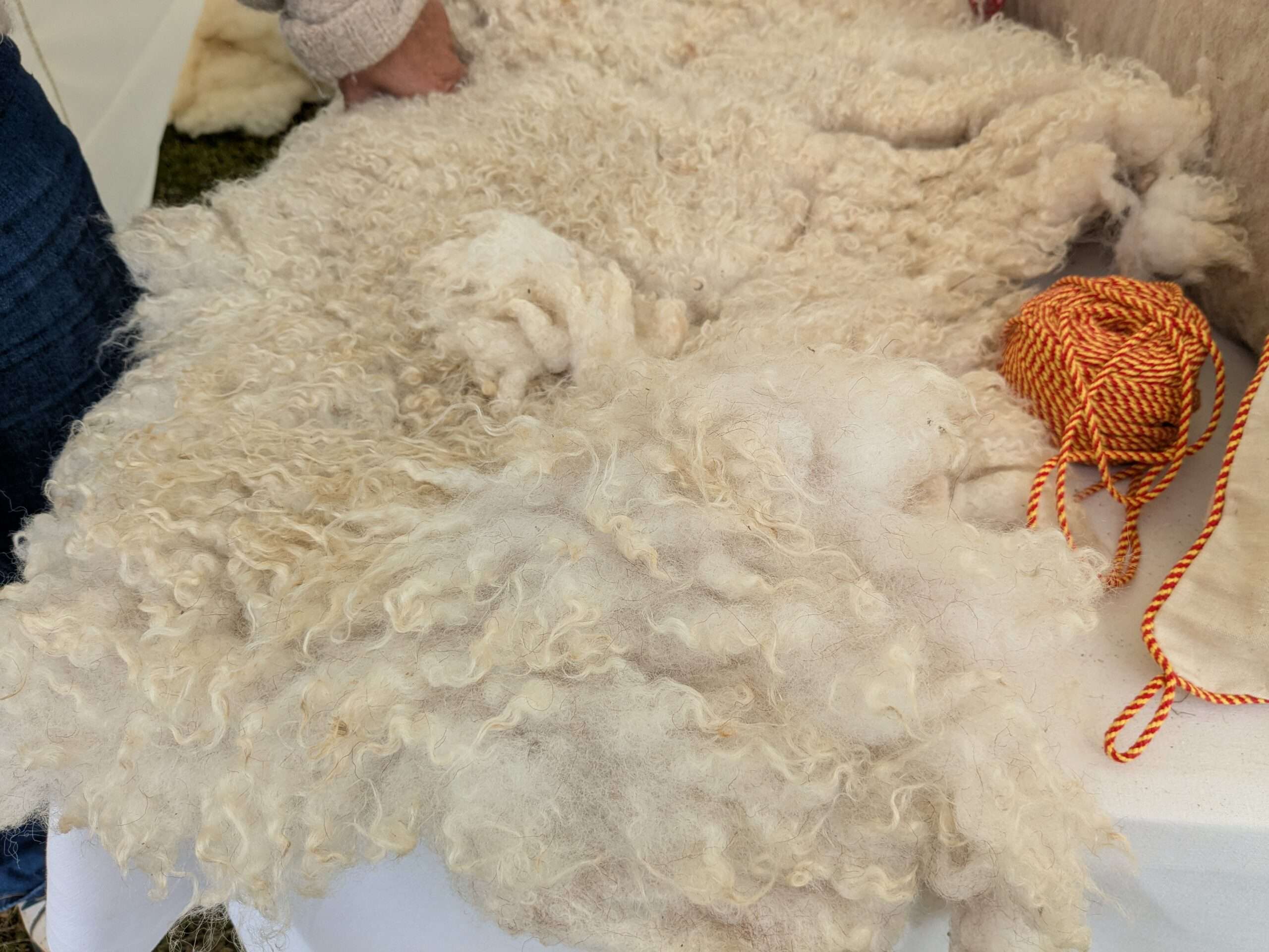 Une toison de laine de mouton brute, frisée et non traitée, est étalée sur une table, montrant sa texture naturelle et onctueuse. Une main humaine est posée dessus pour en évaluer la douceur.