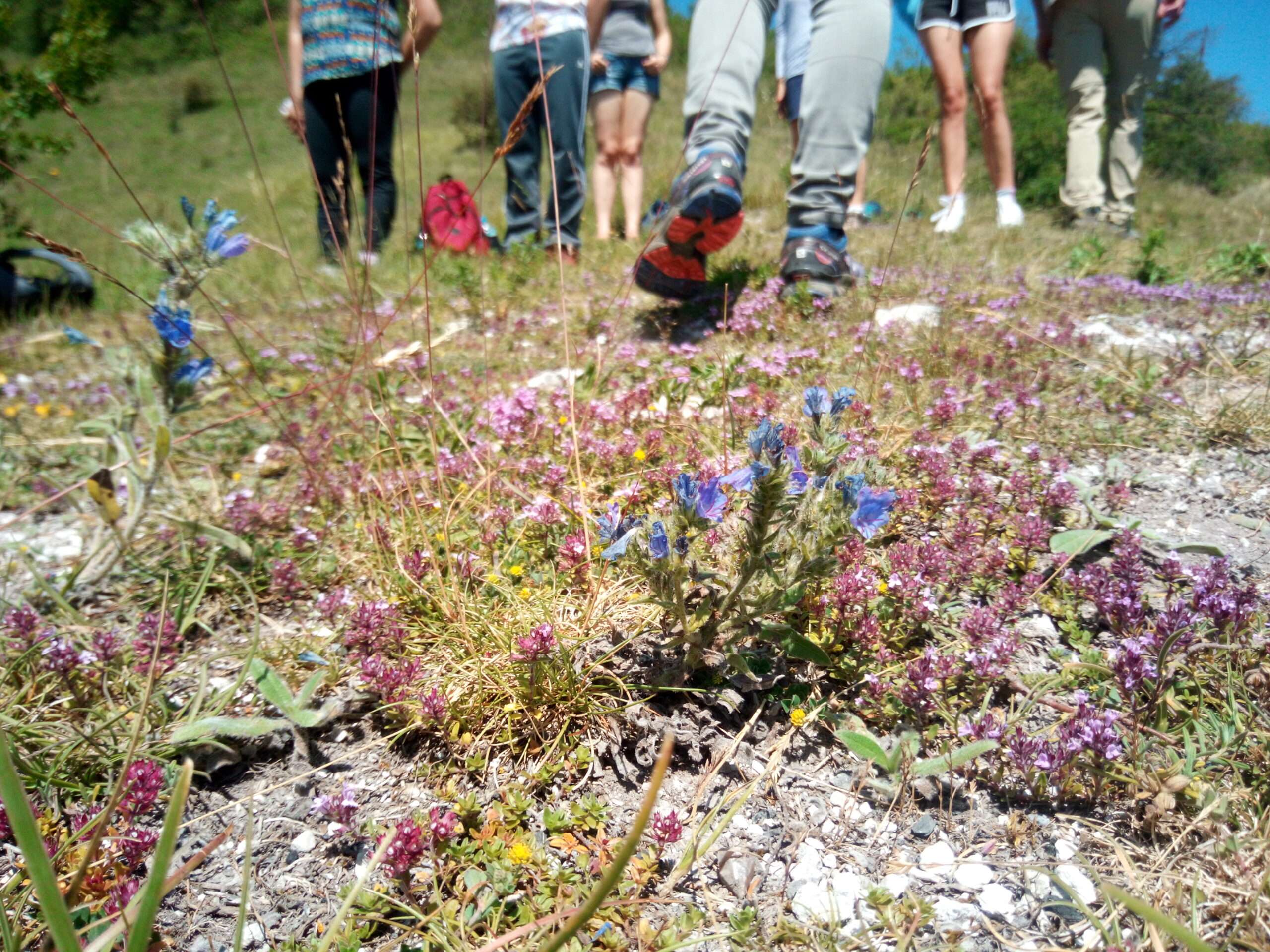 Participants en randonnée sur un coteau fleuri d’Ezy-sur-Eure, à la découverte des fleurs sauvages et de la biodiversité des coteaux d’Ivry-la-Bataille.