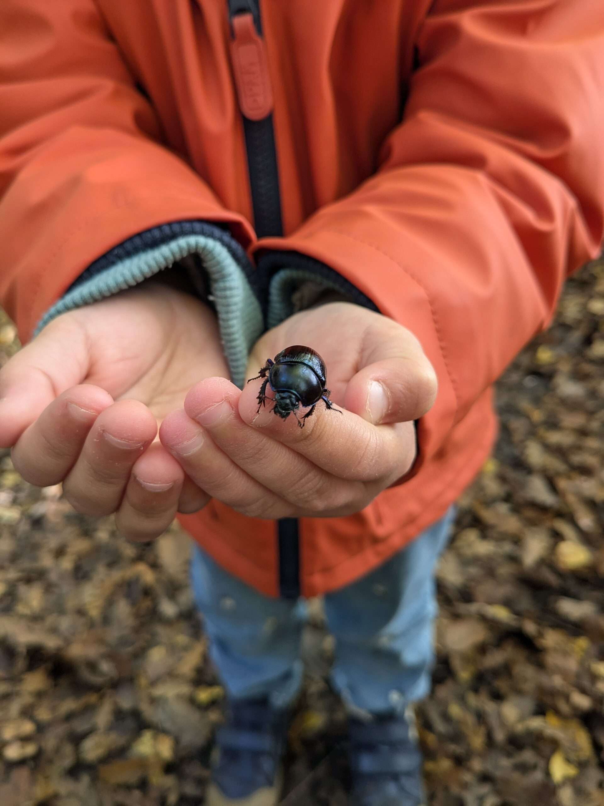 Vue en gros plan des mains d'un enfant en veste orange, formant un nid pour un scarabée noir scintillant. L'enfant observe la créature, illustrant l'approche sensorielle de la forêt et la découverte émerveillée du vivant lors d'un atelier.