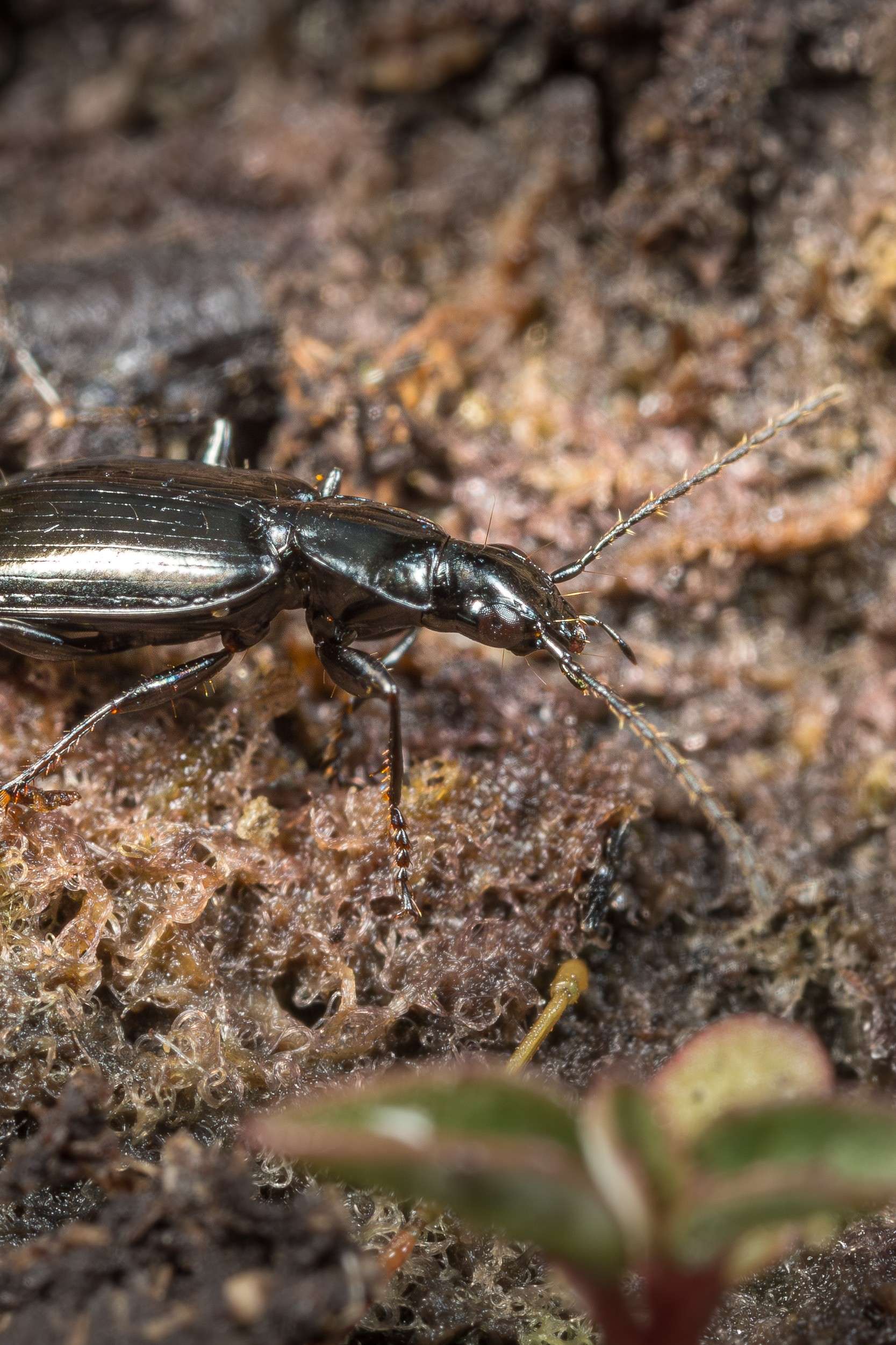 Gros plan sur un carabe noir brillant se déplaçant sur l'humus et la mousse de la forêt, témoignant de la vie des petits animaux du sol à découvrir avec des boîtes loupes.