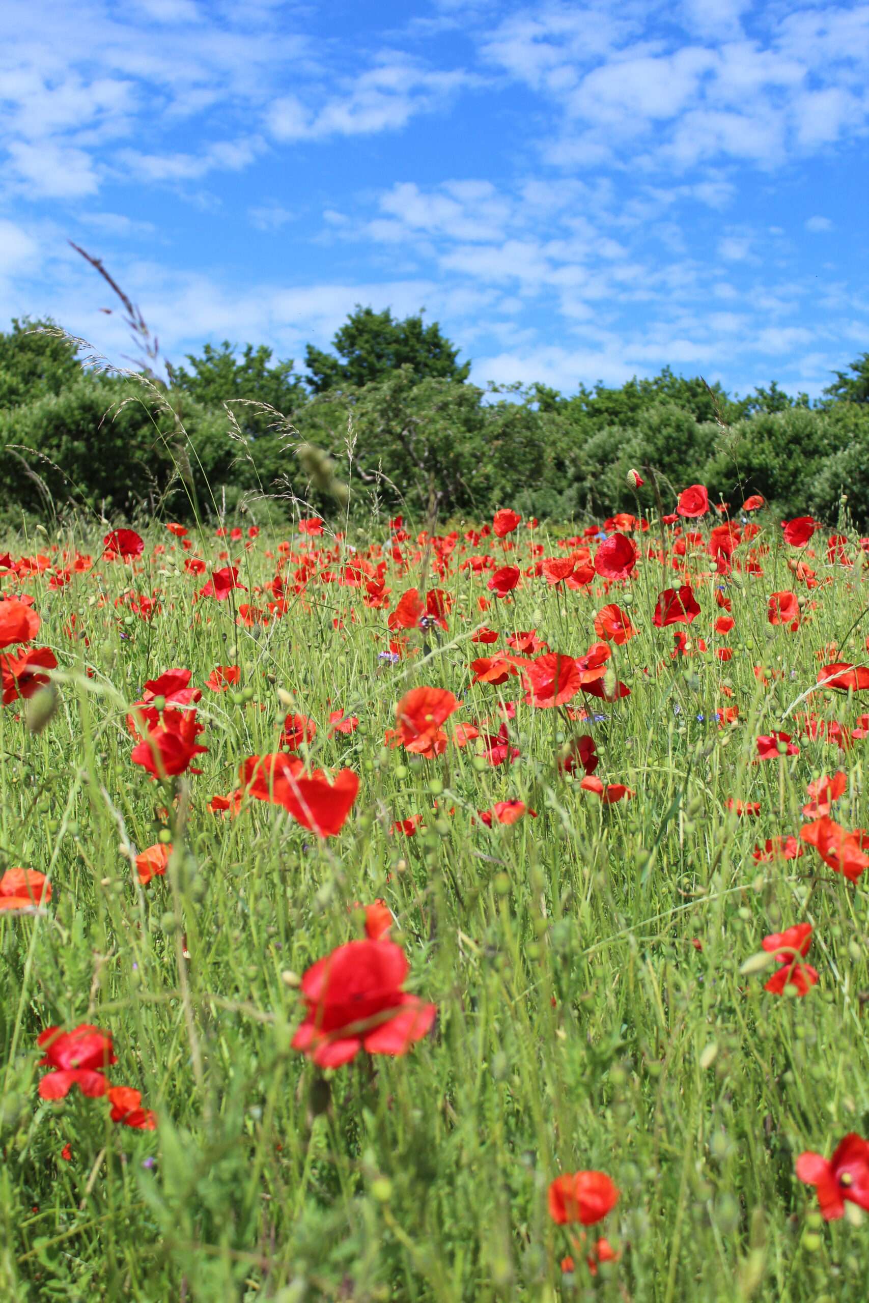 Champ de coquelicots rouges et d'herbes folles sur les coteaux de Giverny, sous un ciel bleu parsemé de nuages, avec une lisière de forêt à l'horizon