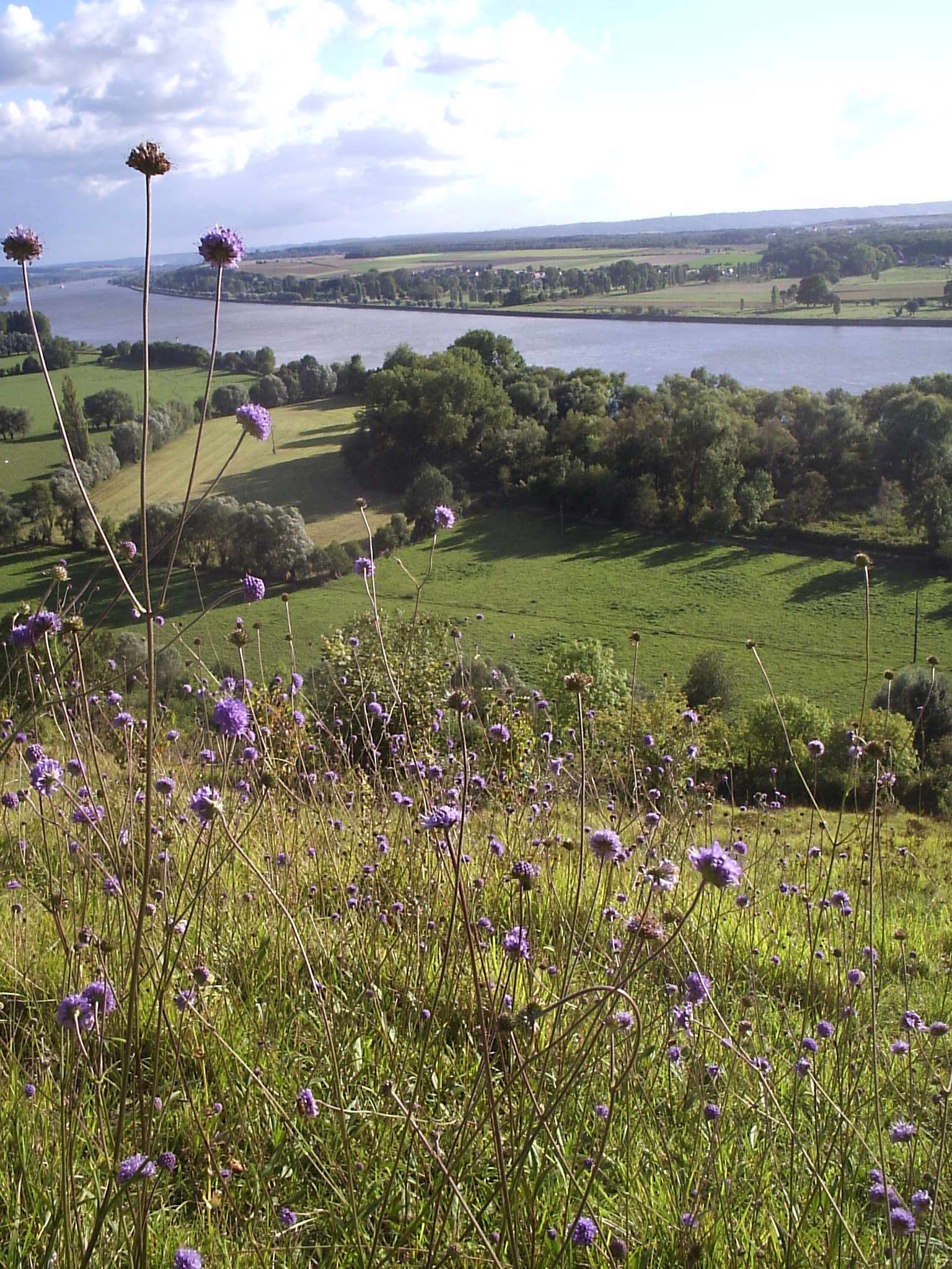 Vue panoramique depuis le coteau d'Hénouville sur la vallée de la Seine, avec un premier plan de fleurs sauvages mauves et une perspective sur le fleuve et les prairies. Photographie de Jacques Cayzeele.