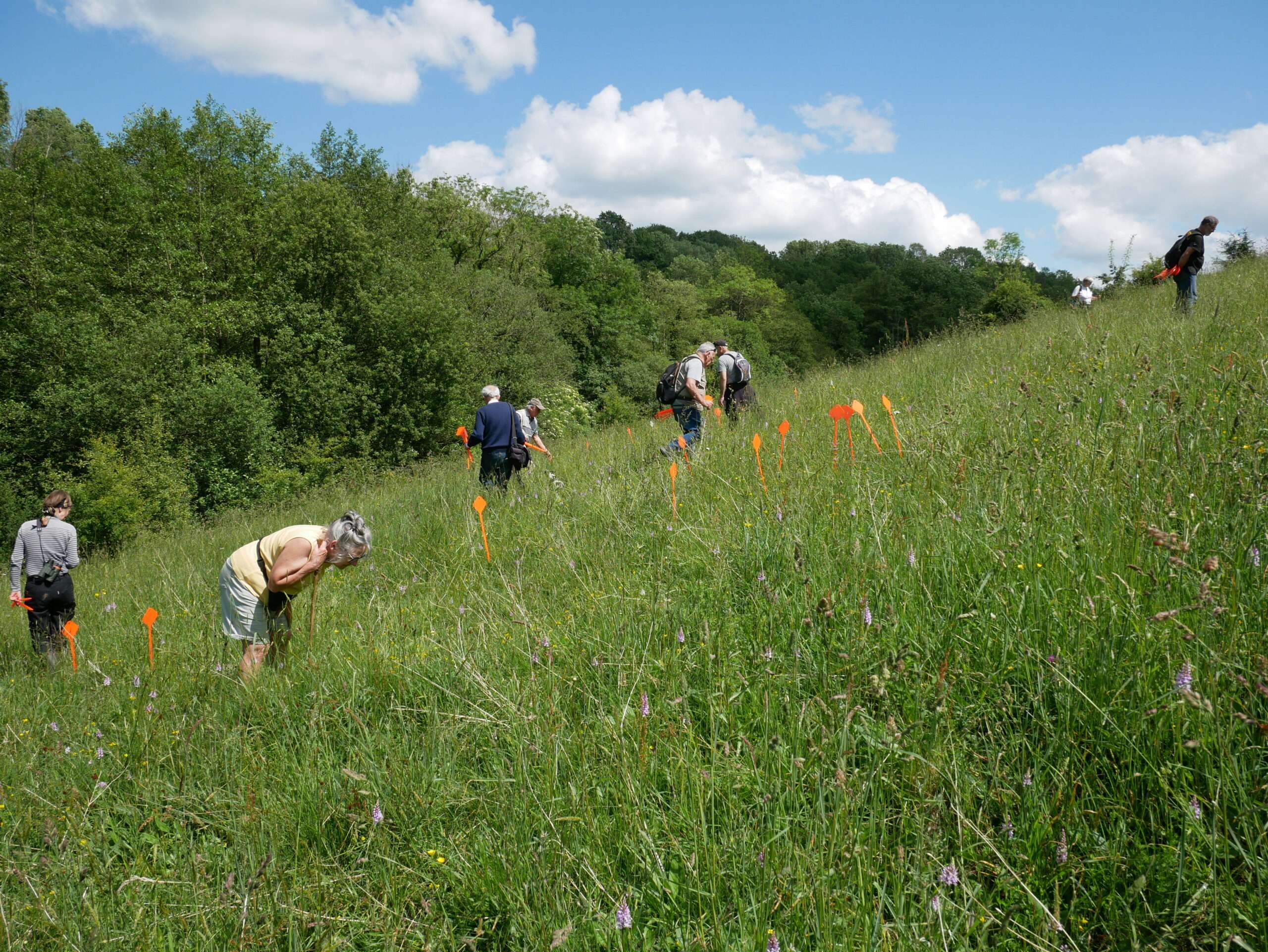 Des participants parcourent une prairie en pente sur le Coteau de la Butte lors d’un comptage scientifique participatif des orchidées, avec des repères orange plantés dans l’herbe.